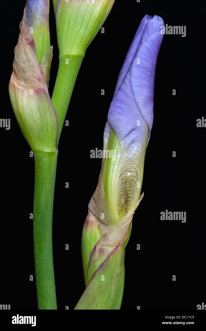 Iris bud (Iris germanica), forma ibrida Foto Stock