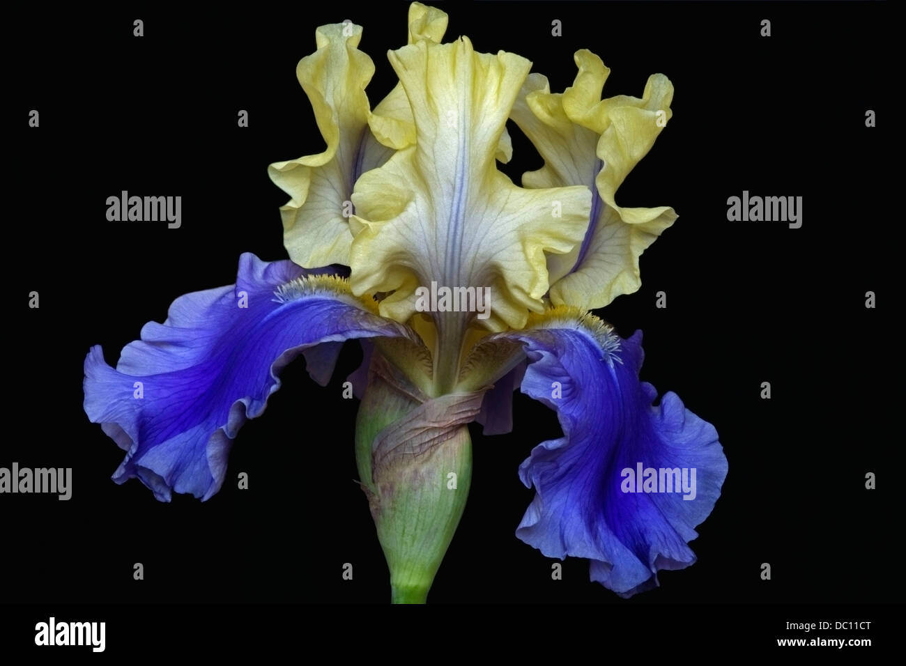 Iris (Iris germanica), forma ibrida Foto Stock