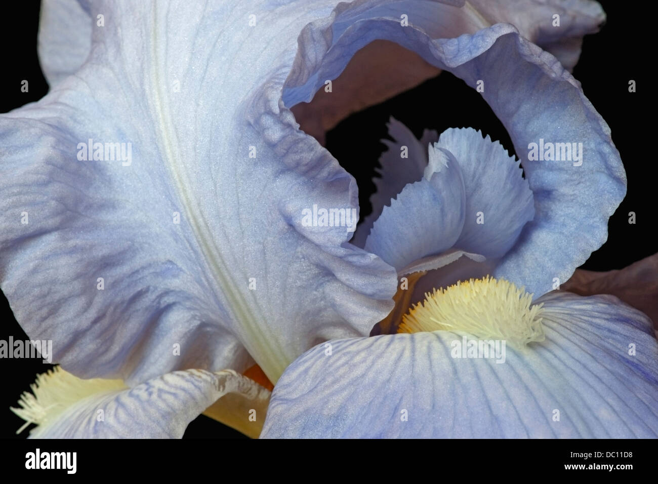 Iris (Iris germanica), forma ibrida Foto Stock