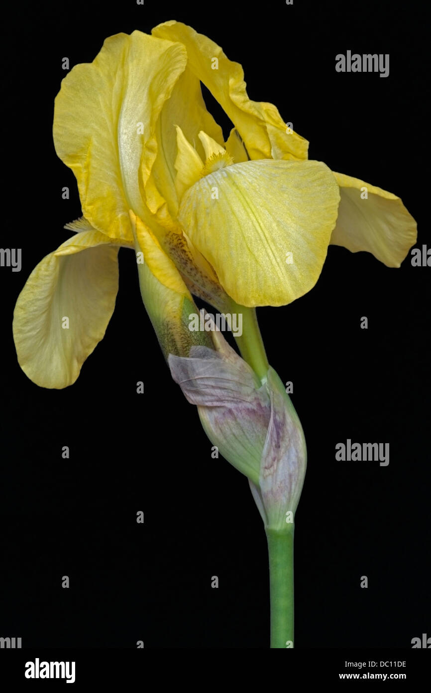 Iris (Iris germanica), forma ibrida Foto Stock