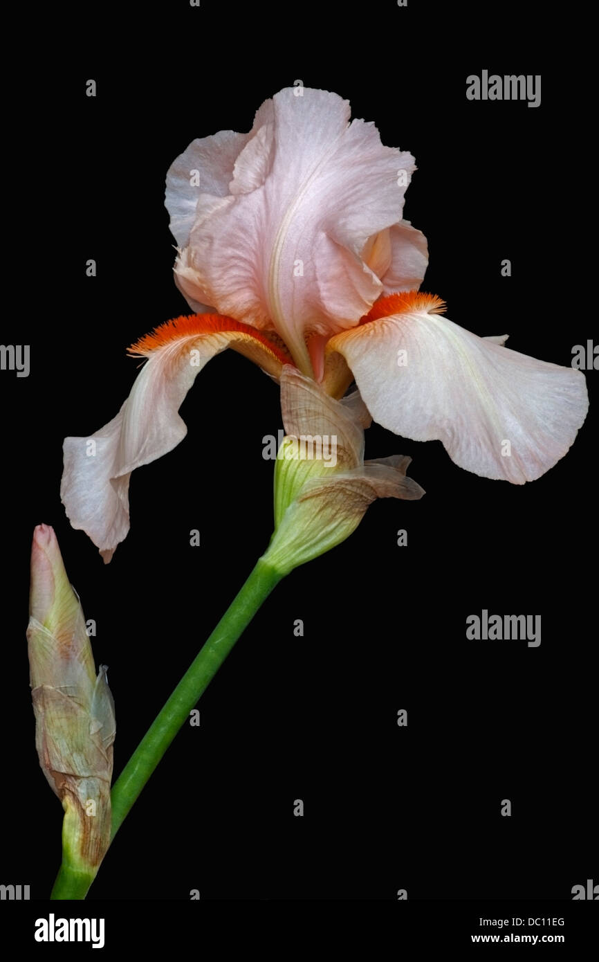 Iris (Iris germanica), forma ibrida Foto Stock