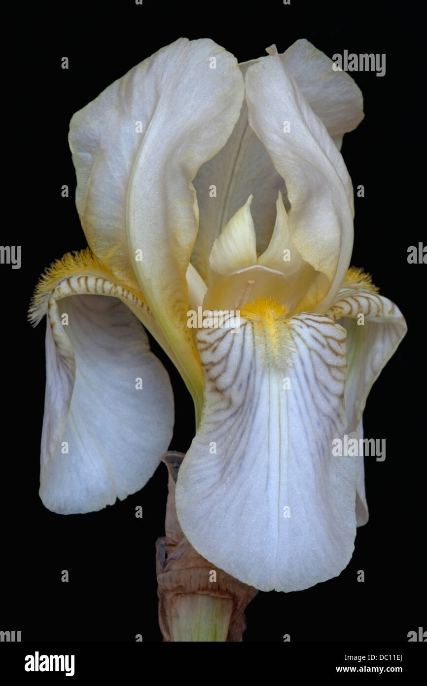 Iris (Iris germanica), forma ibrida Foto Stock