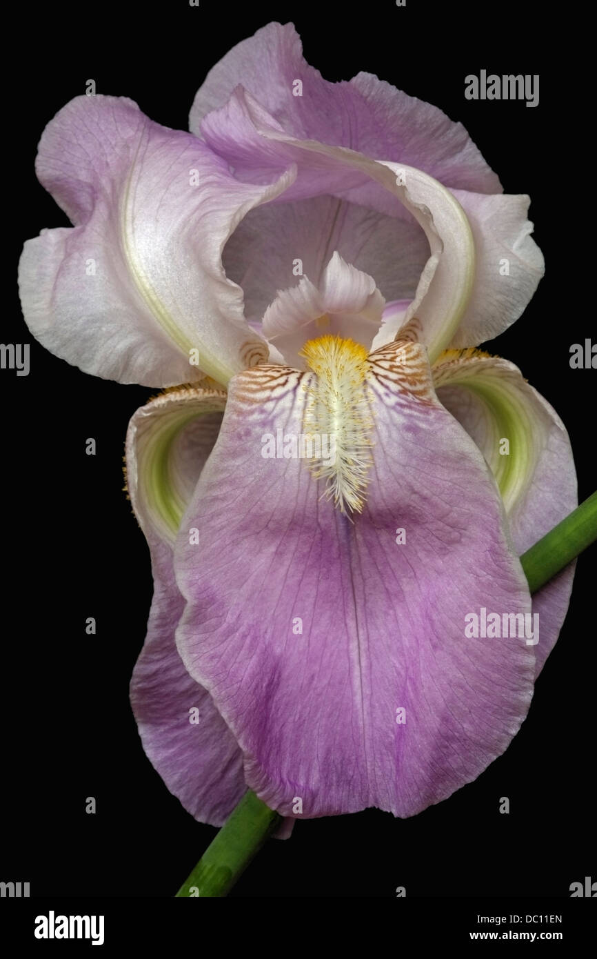 Iris (Iris germanica), forma ibrida Foto Stock