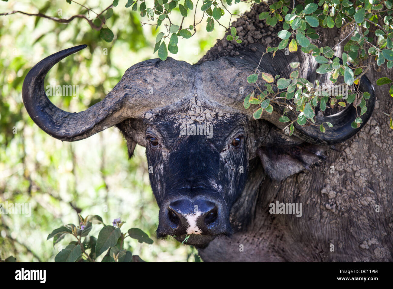 testa di bufalo Foto Stock