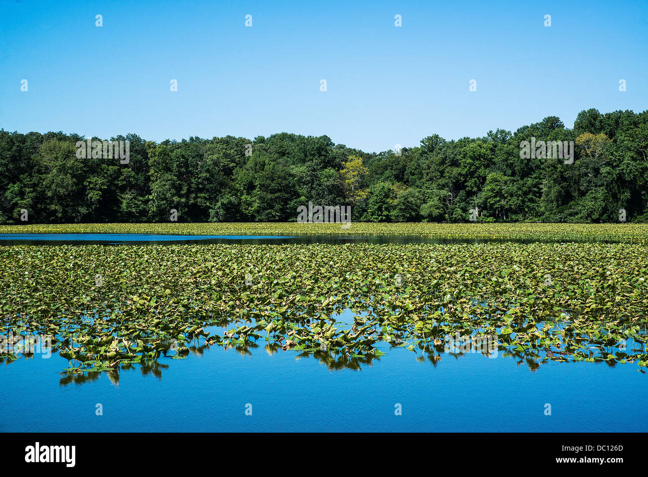 Smithville Lake, Smithville, Burlington County, New Jersey, STATI UNITI D'AMERICA Foto Stock