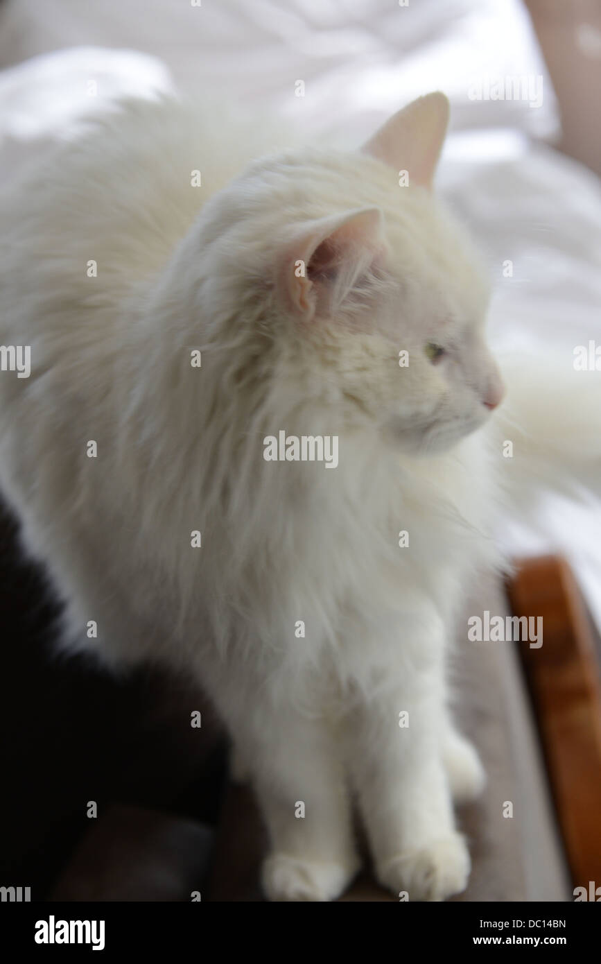 White cat ritratto in piedi sul divano del braccio in camera da letto angora Turco pedigree campione. Orecchie rosa e del profilo di naso Foto Stock