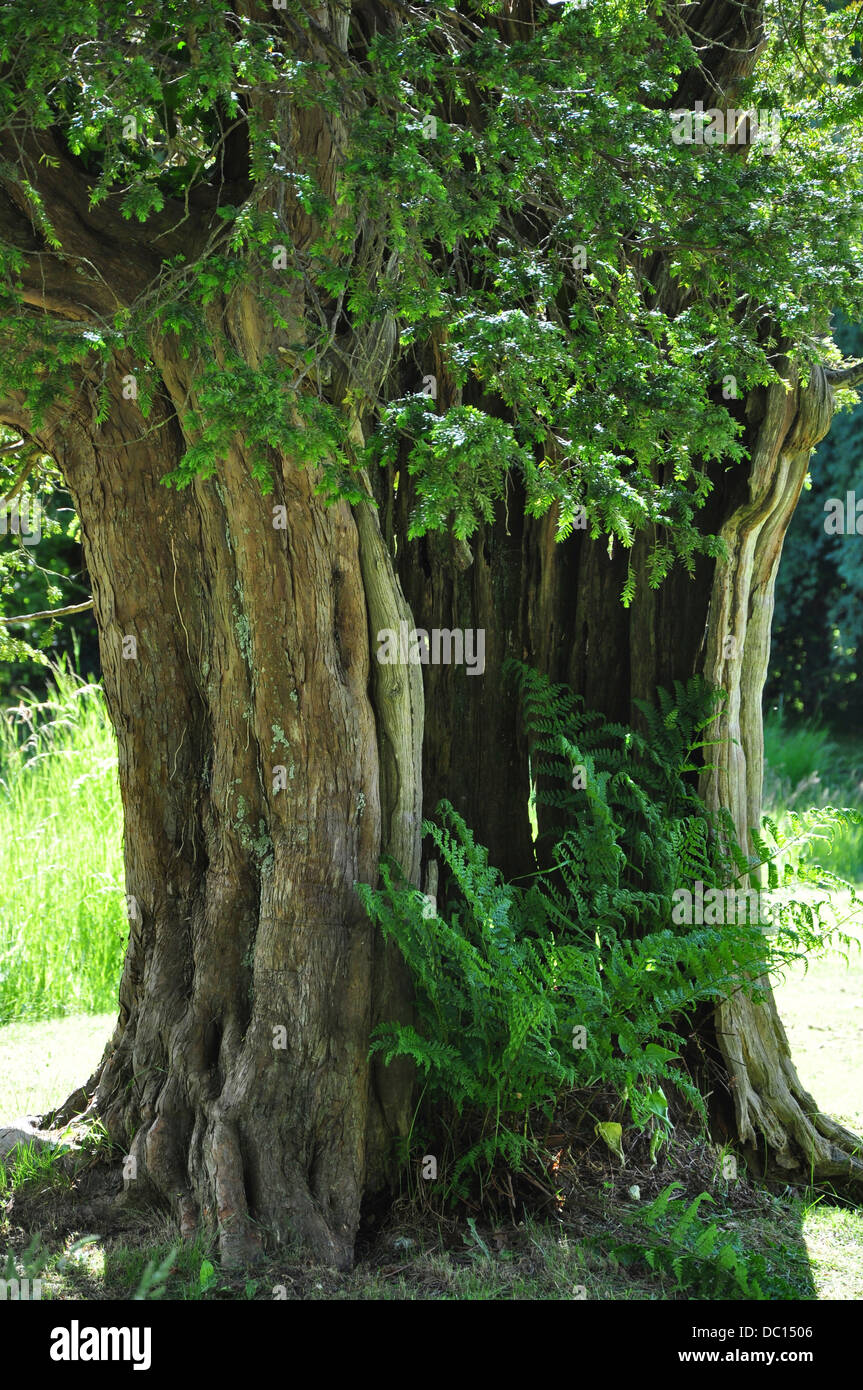 Un veterano Yew Tree a Tarrant Rushton Dorset Regno Unito Foto Stock