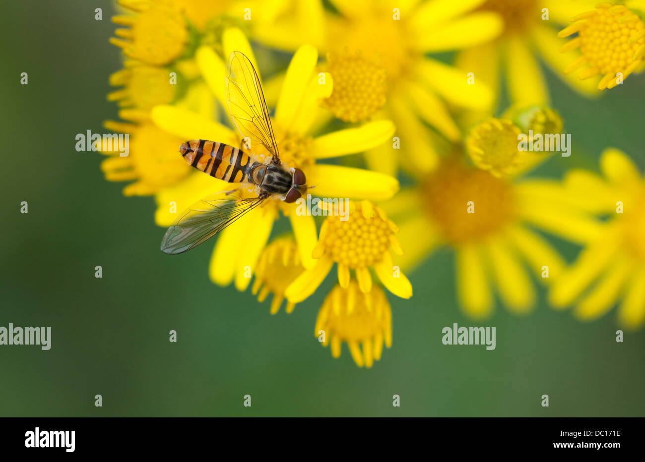 Hoverfly su fiore giallo, Norfolk, Inghilterra Foto Stock