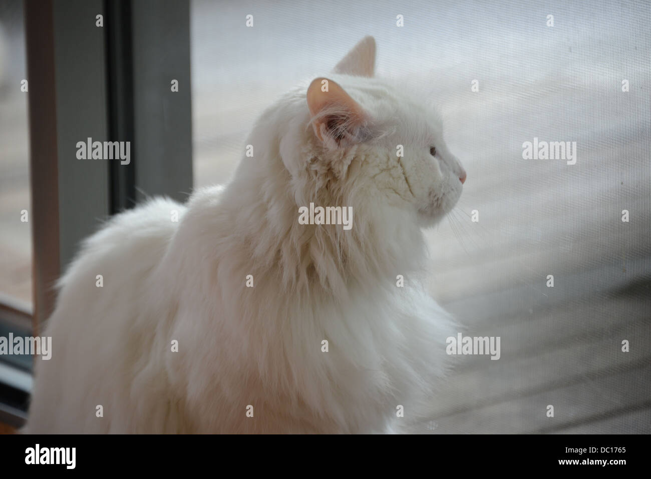 White cat ritratto in piedi dalla finestra con un sole luminoso angora Turco pedigree campione.profilo portrit Foto Stock