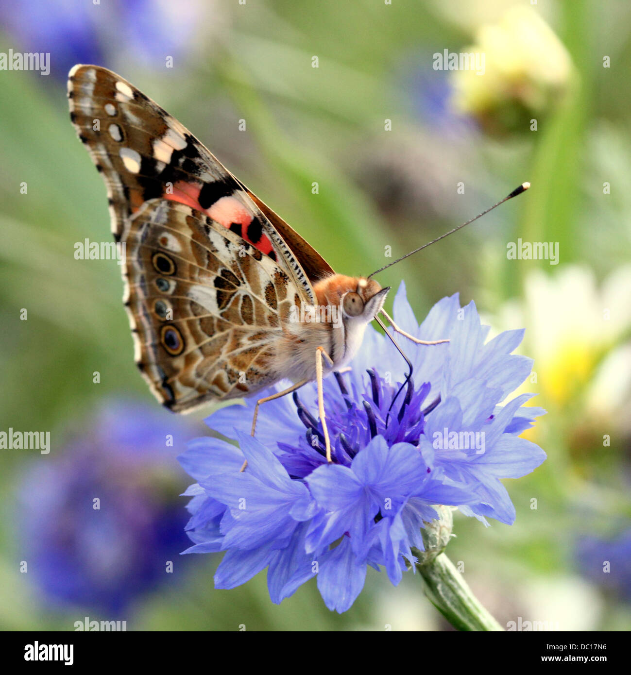 Macro dettagliata di un dipinto di Lady-butterfly (vanessa Cardui o cosmopolita) foraggio su una varietà di fiori (80 immagini in tutto) Foto Stock