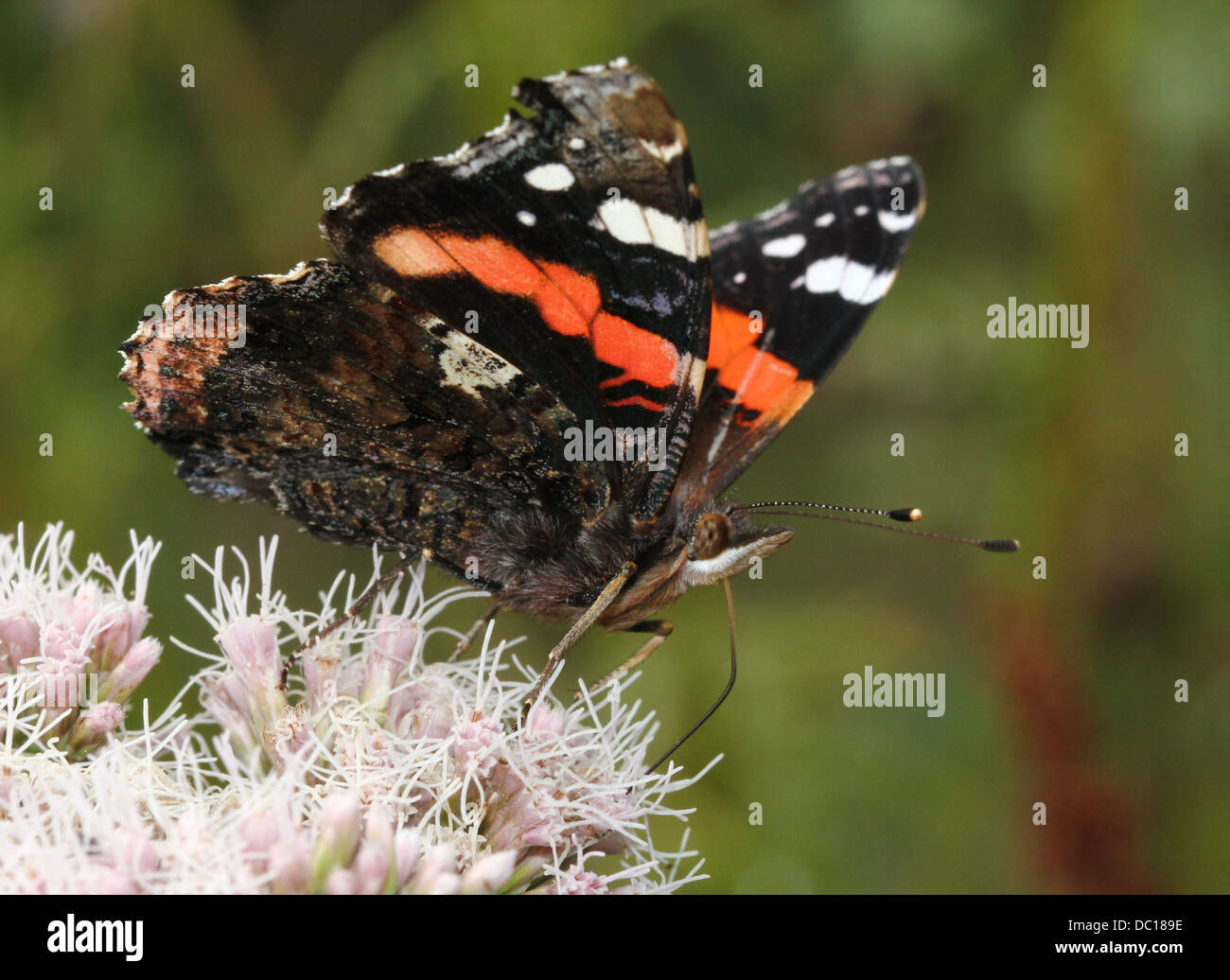 Red admiral butterfly (Vanessa Atalanta) ali aperte, alimentazione su un fiore rosa in estate Foto Stock