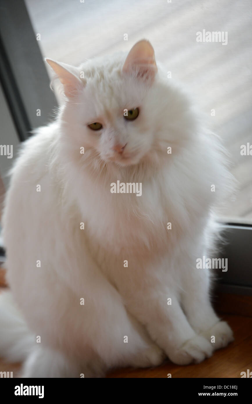 White cat ritratto in piedi dalla finestra con morbida luce del sole angora Turco pedigree campione. con modello di rilascio Foto Stock