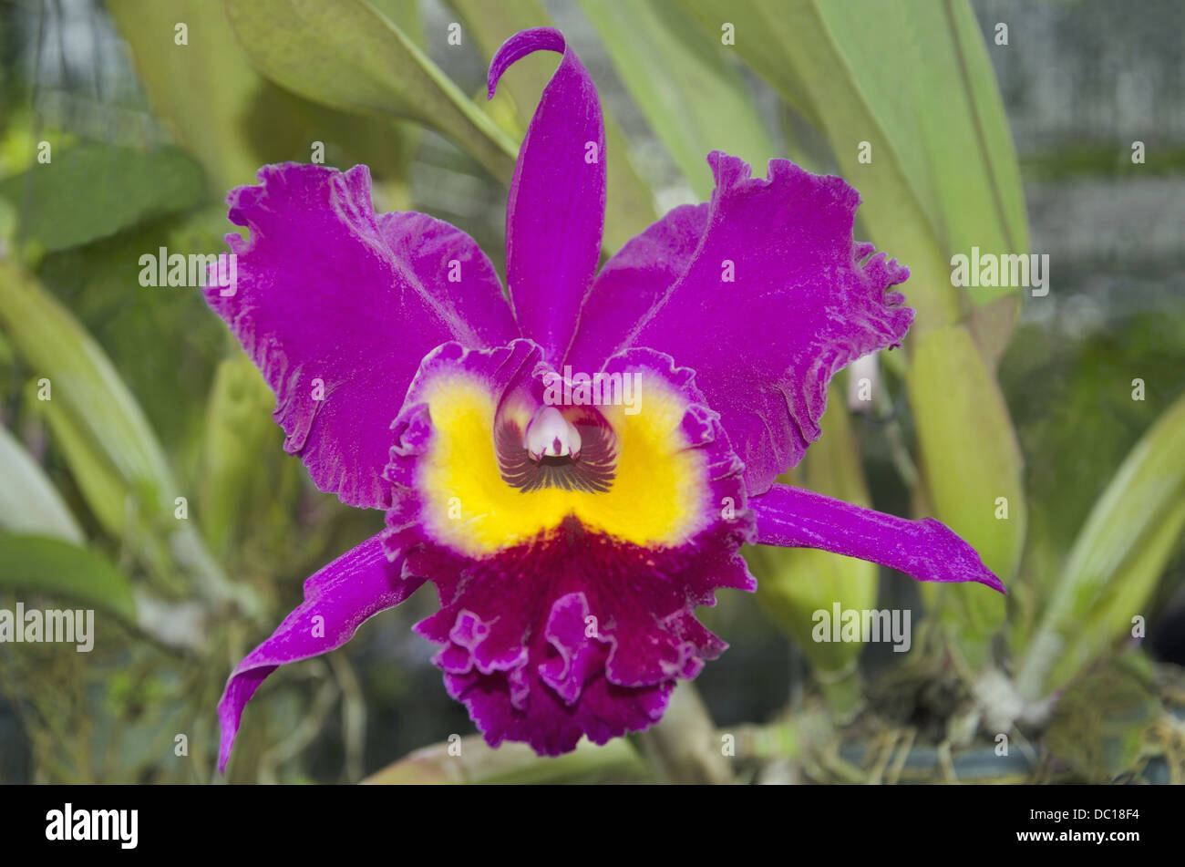 Magenta e giallo fiore, ceramica giardino, Villaggio Nong Nooch, Pattaya, Thailandia Foto Stock