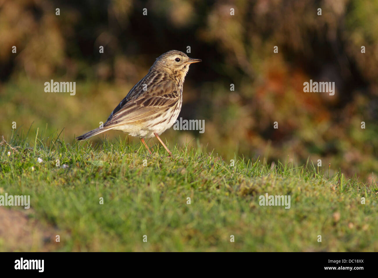 Meadow Pipit (Anthus pratensis) adulto, sulla banca erbosa, North Yorkshire, Inghilterra Foto Stock