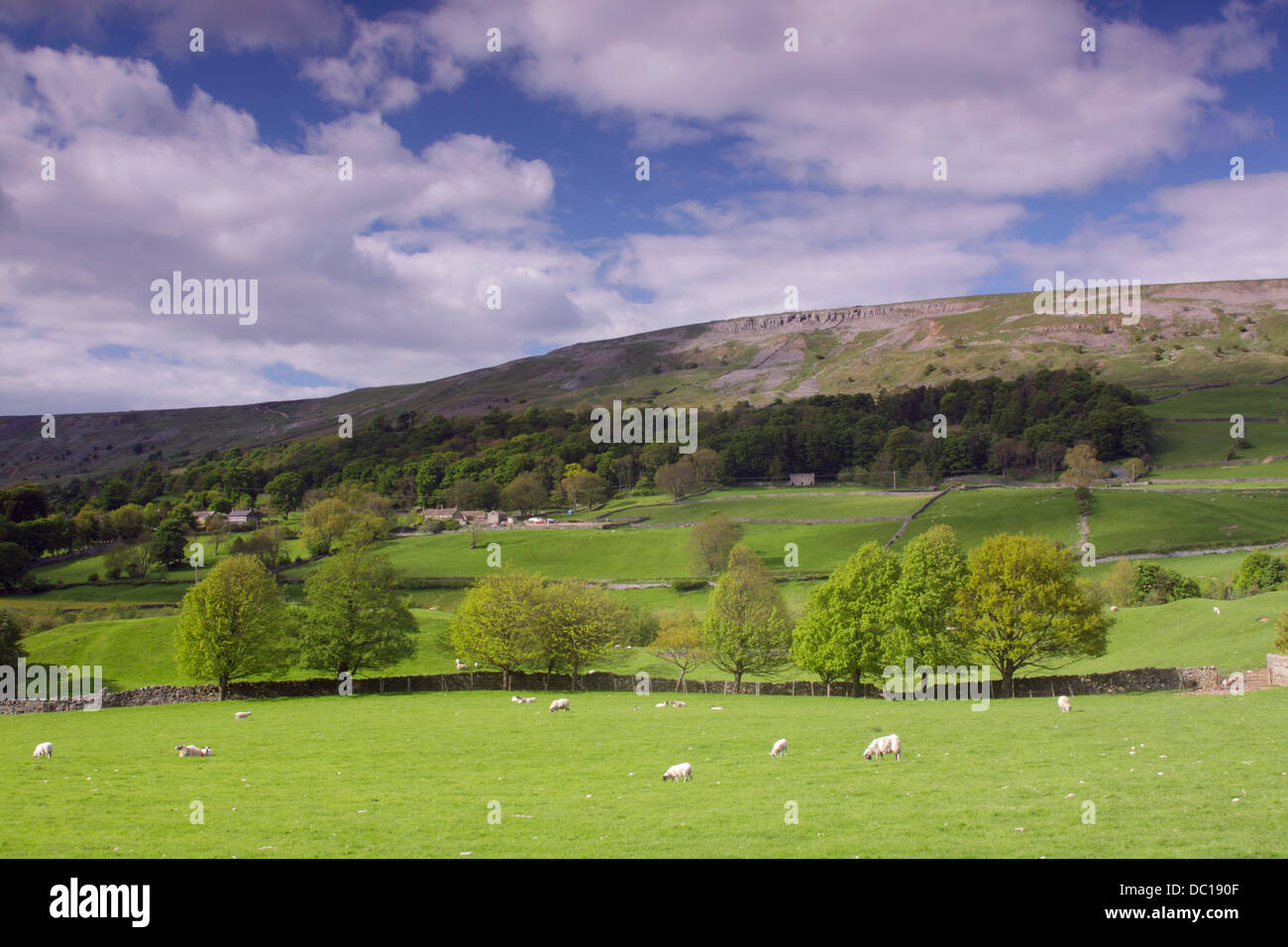 Vista di ovini in campo e hillside, Reeth, Swaledale, Yorkhire Dales National Park, North Yorkshire, Inghilterra, Regno Unito, Giugno Foto Stock