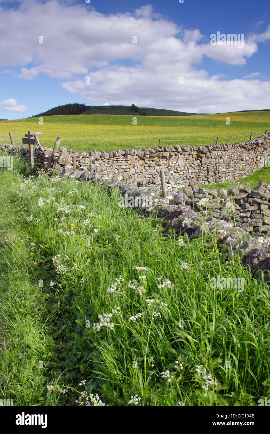 Vista di erba orlo e prato, Reeth, Swaledale, Yorkhire Dales National Park, North Yorkshire, Inghilterra, Regno Unito, Giugno Foto Stock