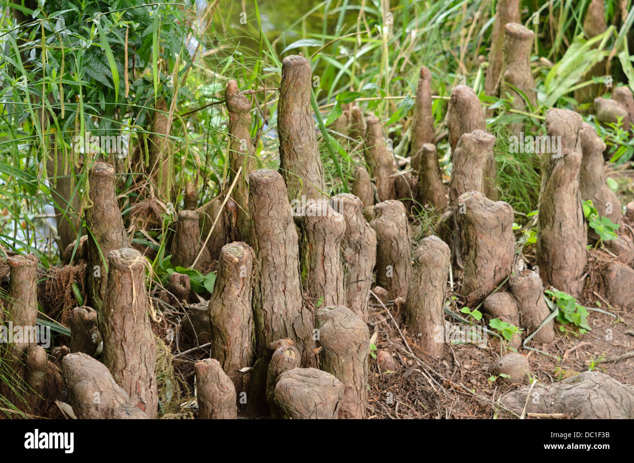 Swamp cypress (Taxodium distichum) con radici aeree Foto Stock