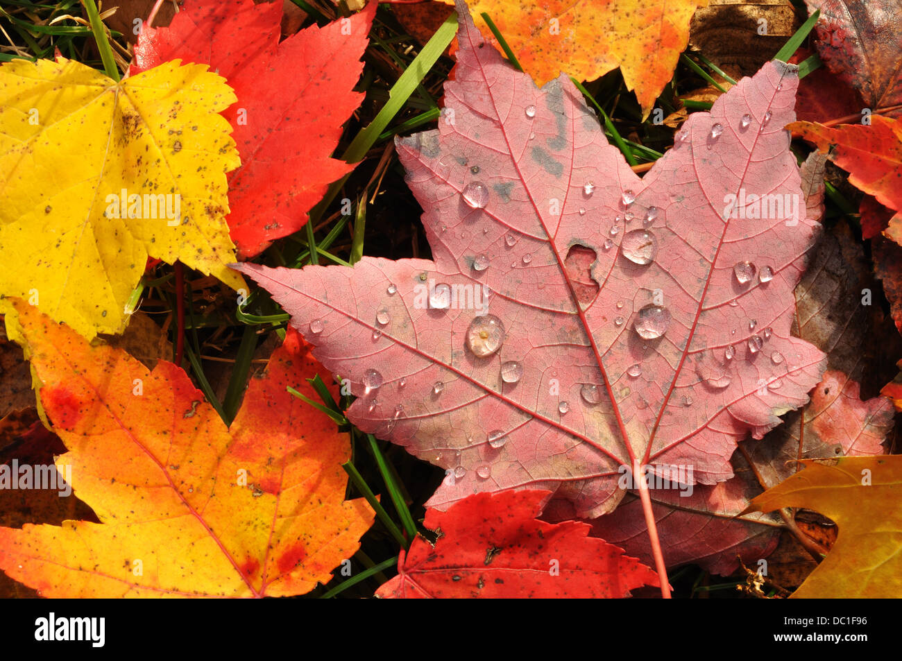 Foglie d'acero, foglie d'acero sul terreno in autunno Foto Stock