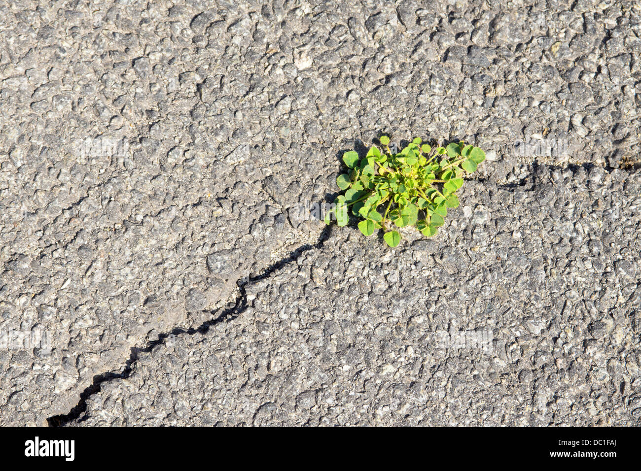 Erba verde sulla frattura di grigio asfalto. Concetto di nuova vita e di superare le difficoltà e problemi. Foto Stock