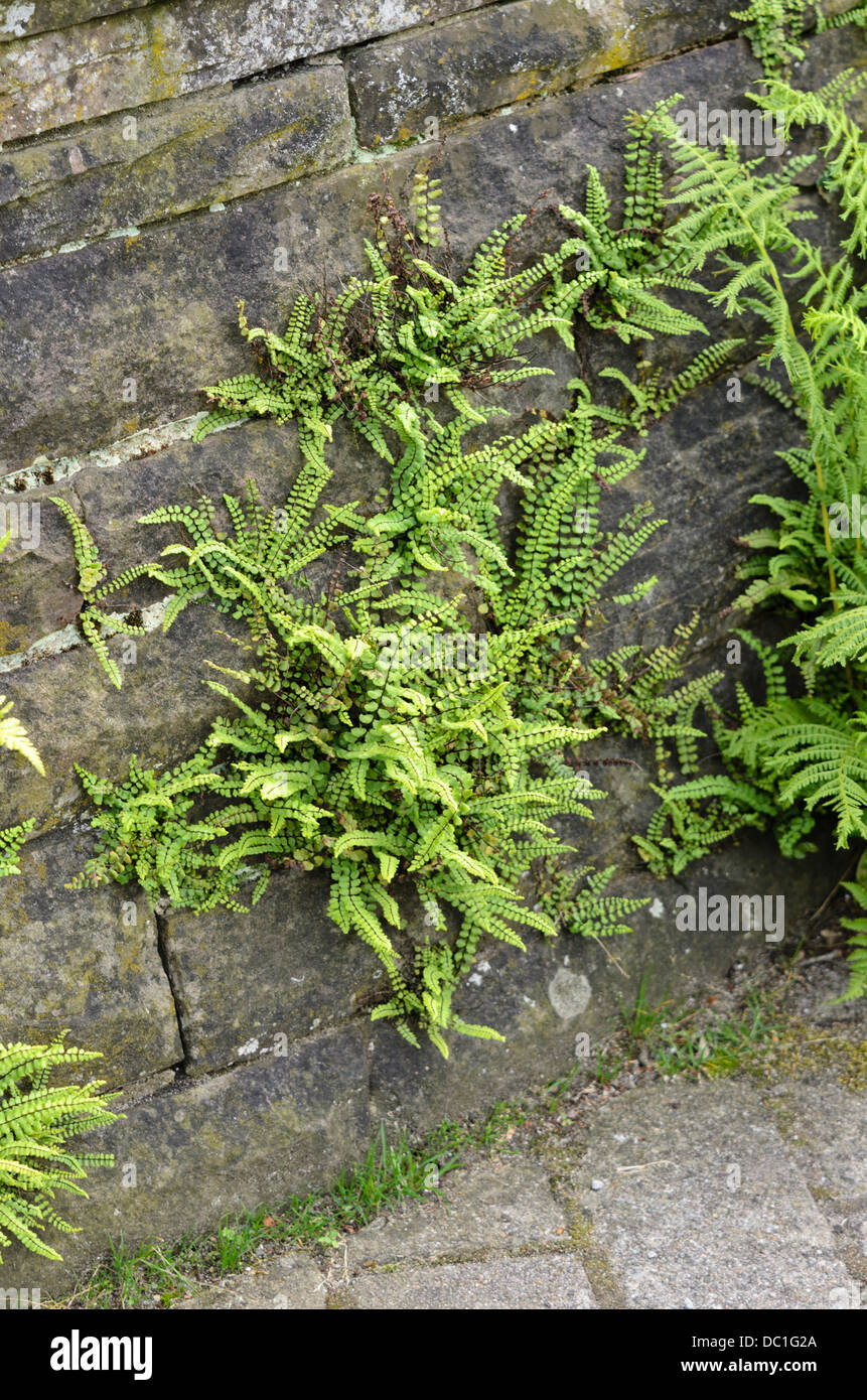 Maidenhair spleenwort (asplenium trichomanes) Foto Stock