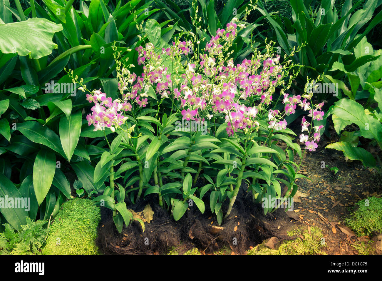 Sbocciare fiori di orchidea tra piante verdi in Singapore Giardino Botanico Foto Stock