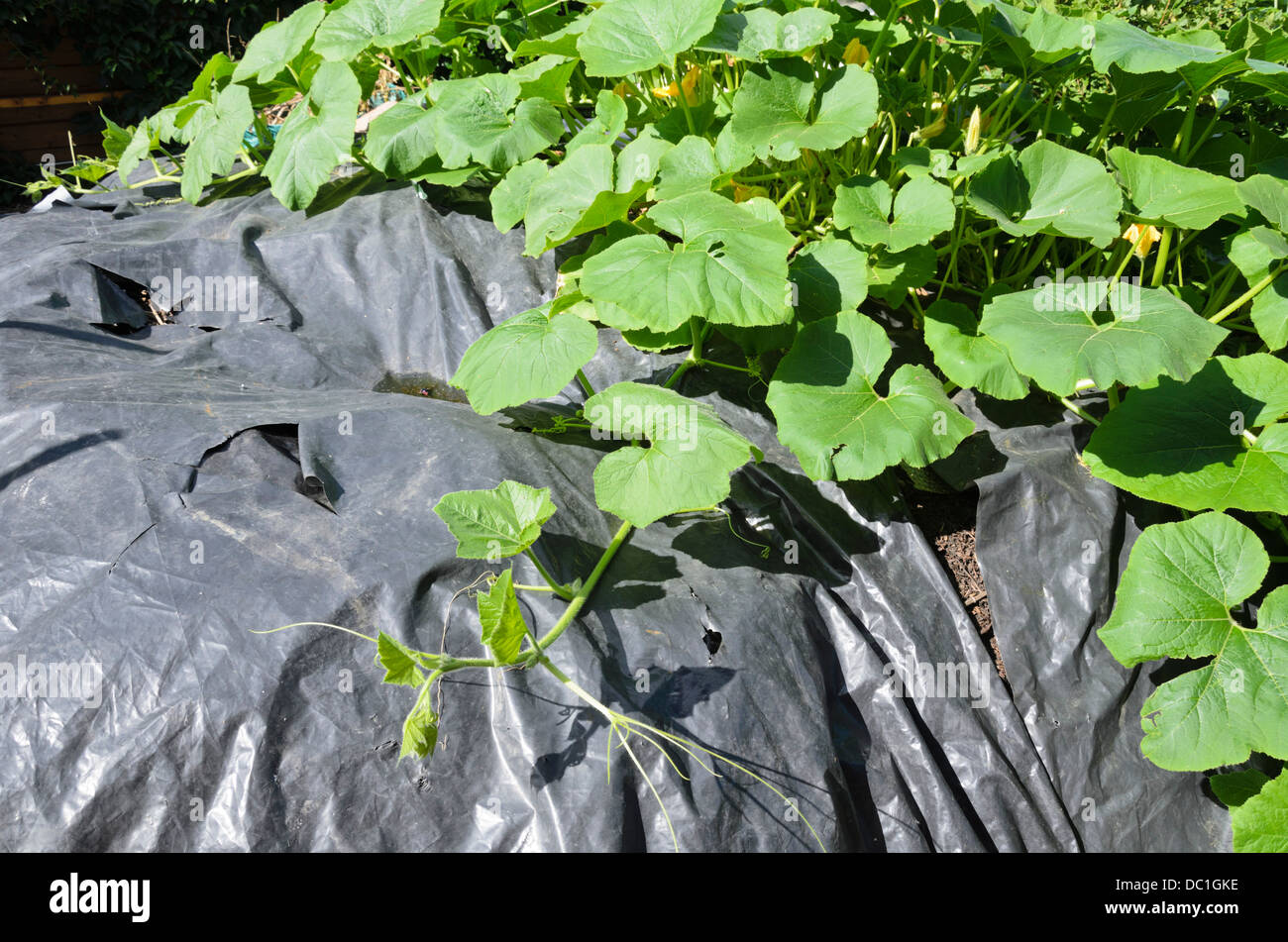 Squash (cucurbita) su un compost bin coperto dalla pellicola di poli Foto Stock