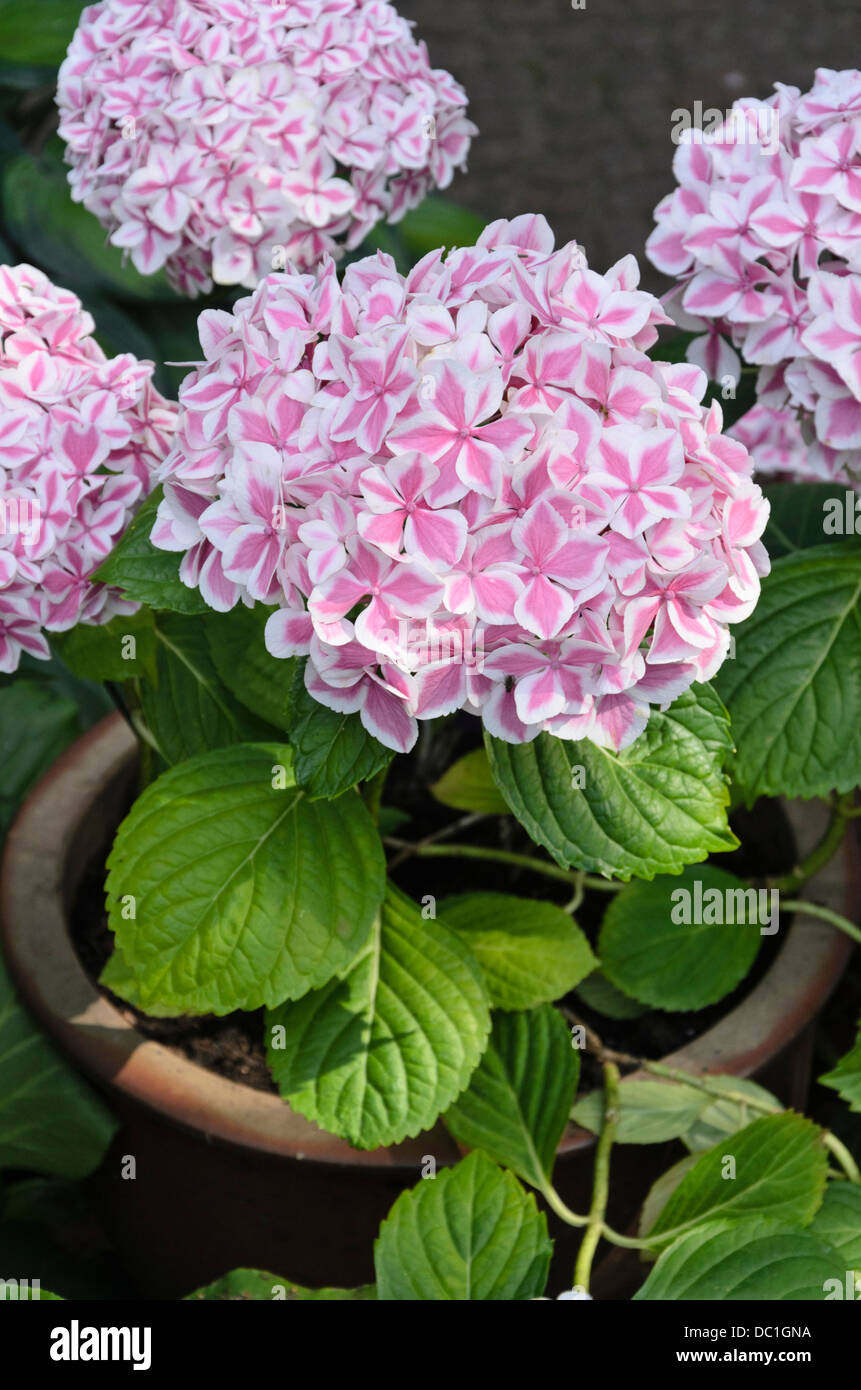 Big-lasciava ortensia (Hydrangea macrophylla 'menta piperita") Foto Stock