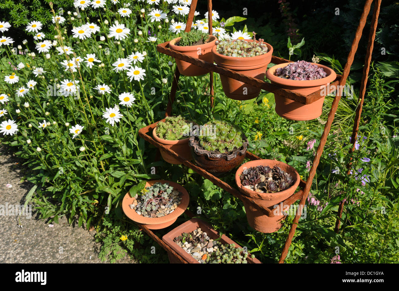 Daisy gigante (leucanthemum massimo) e semprevivo (sempervivum) in vasi di fiori su un arrugginito etagere. design: marianne e detlef lüdke Foto Stock
