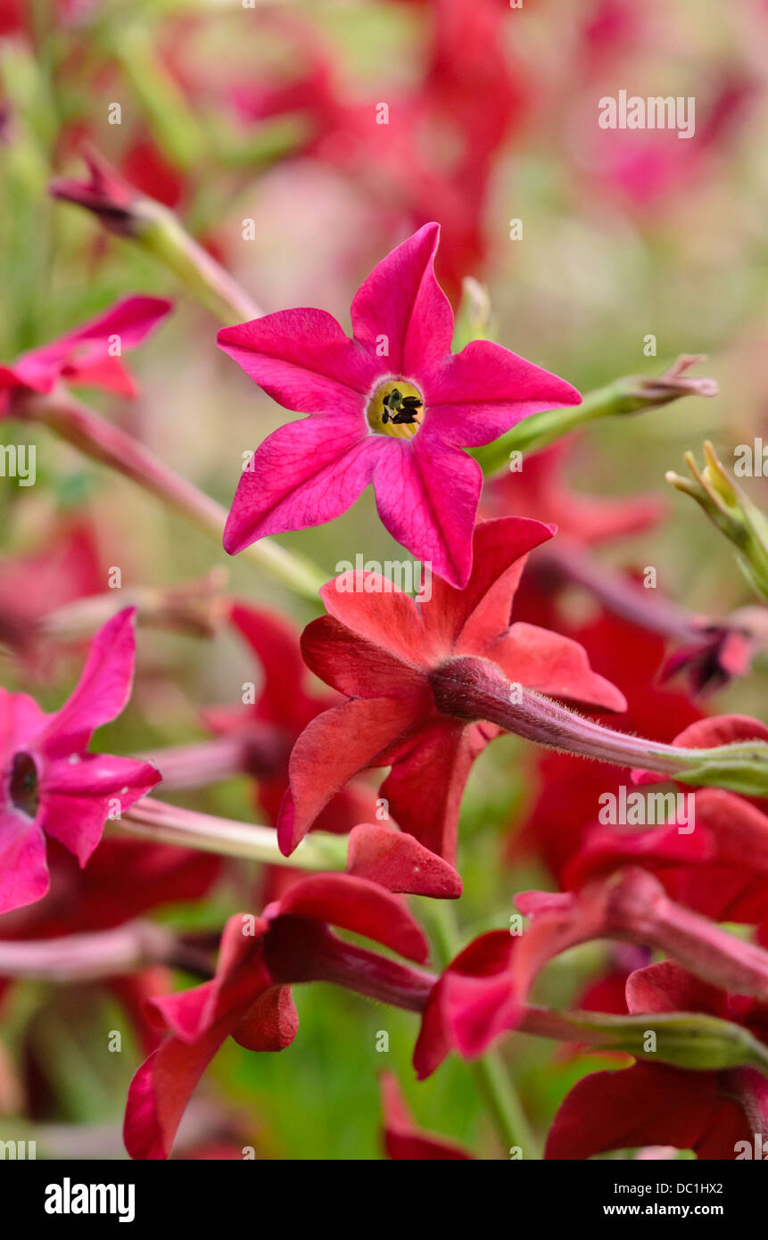 Tabacco decorativo (nicotiana x sanderae Piante) Foto Stock