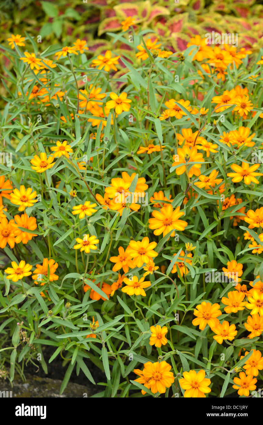 Narrowleaf zinnia (zinnia angustifolia) Foto Stock