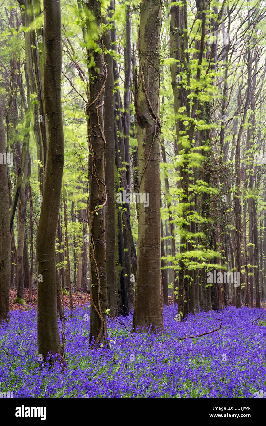 Bellissimo tappeto di fiori bluebell nella primavera del paesaggio forestale Foto Stock