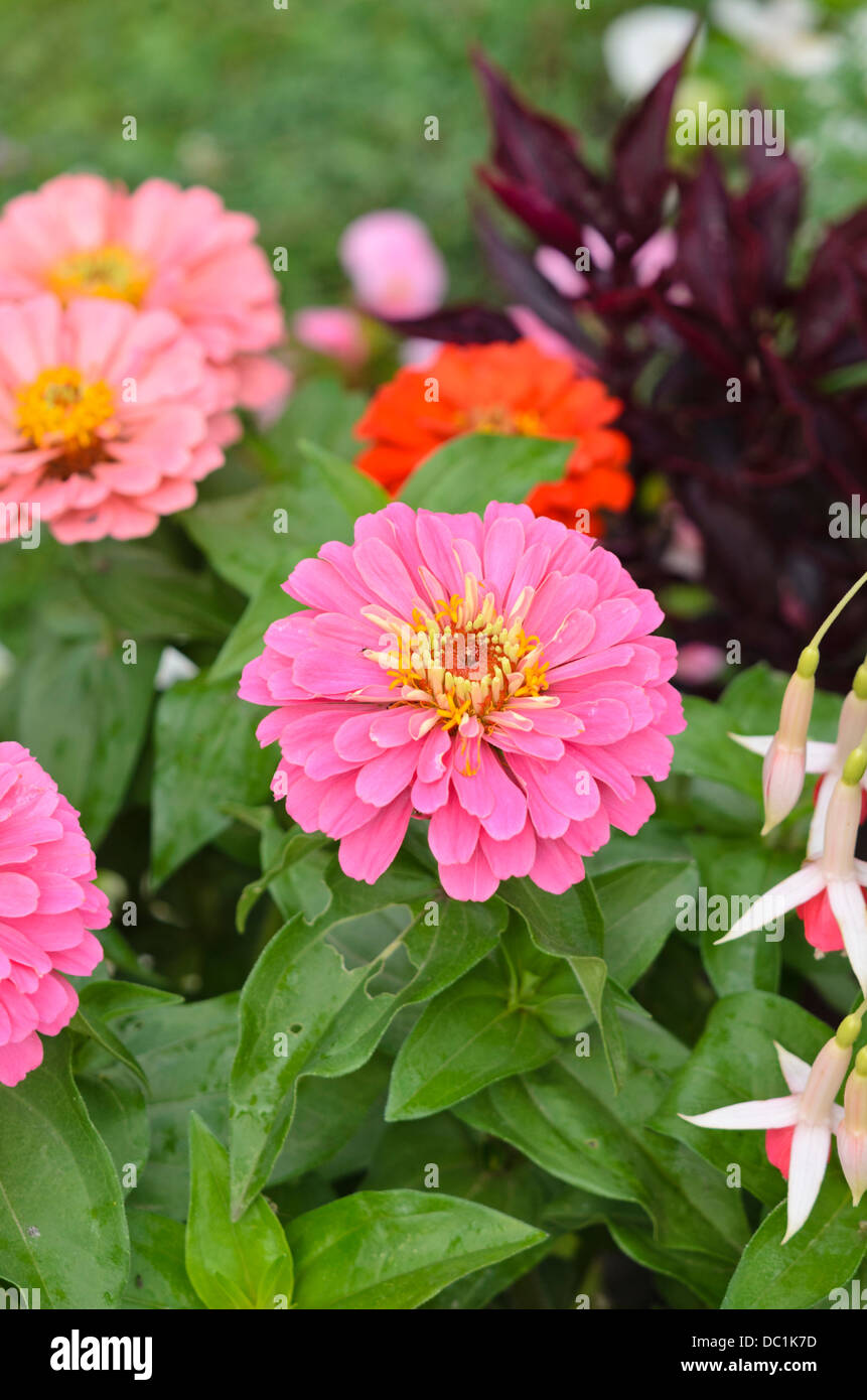 Comune (zinnia zinnia violacea syn. zinnia elegans) Foto Stock