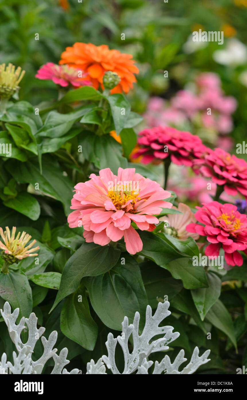 Comune (zinnia zinnia violacea syn. zinnia elegans) Foto Stock