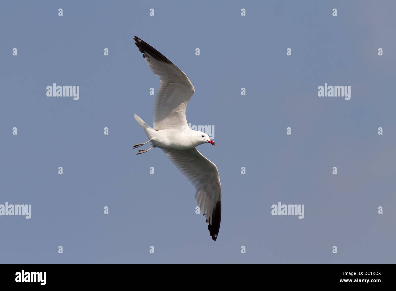 Un Audouin il gabbiano (Larus audouinii) volando sopra Foto Stock