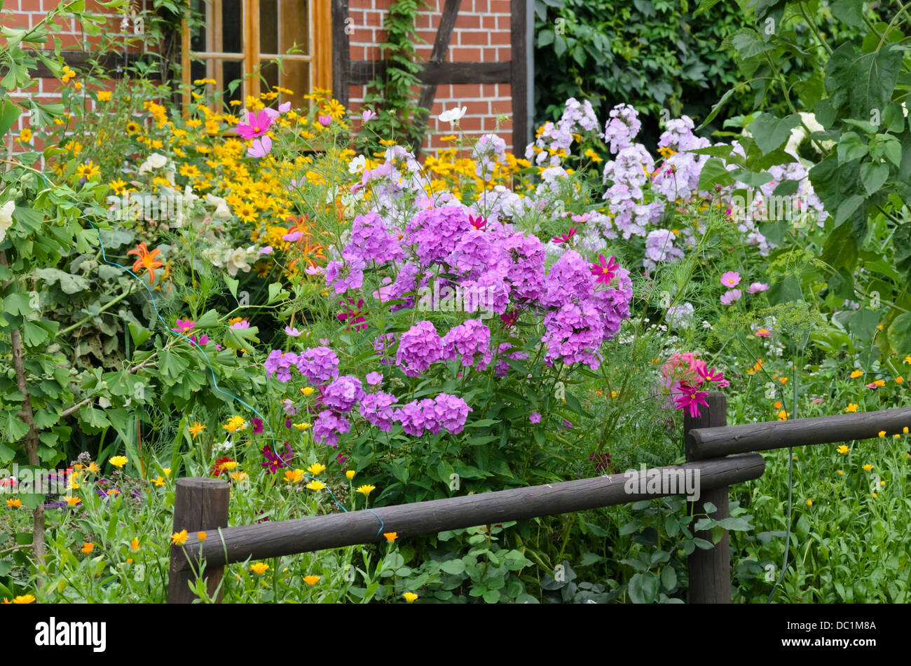 Giardino (phlox phlox paniculata) Foto Stock