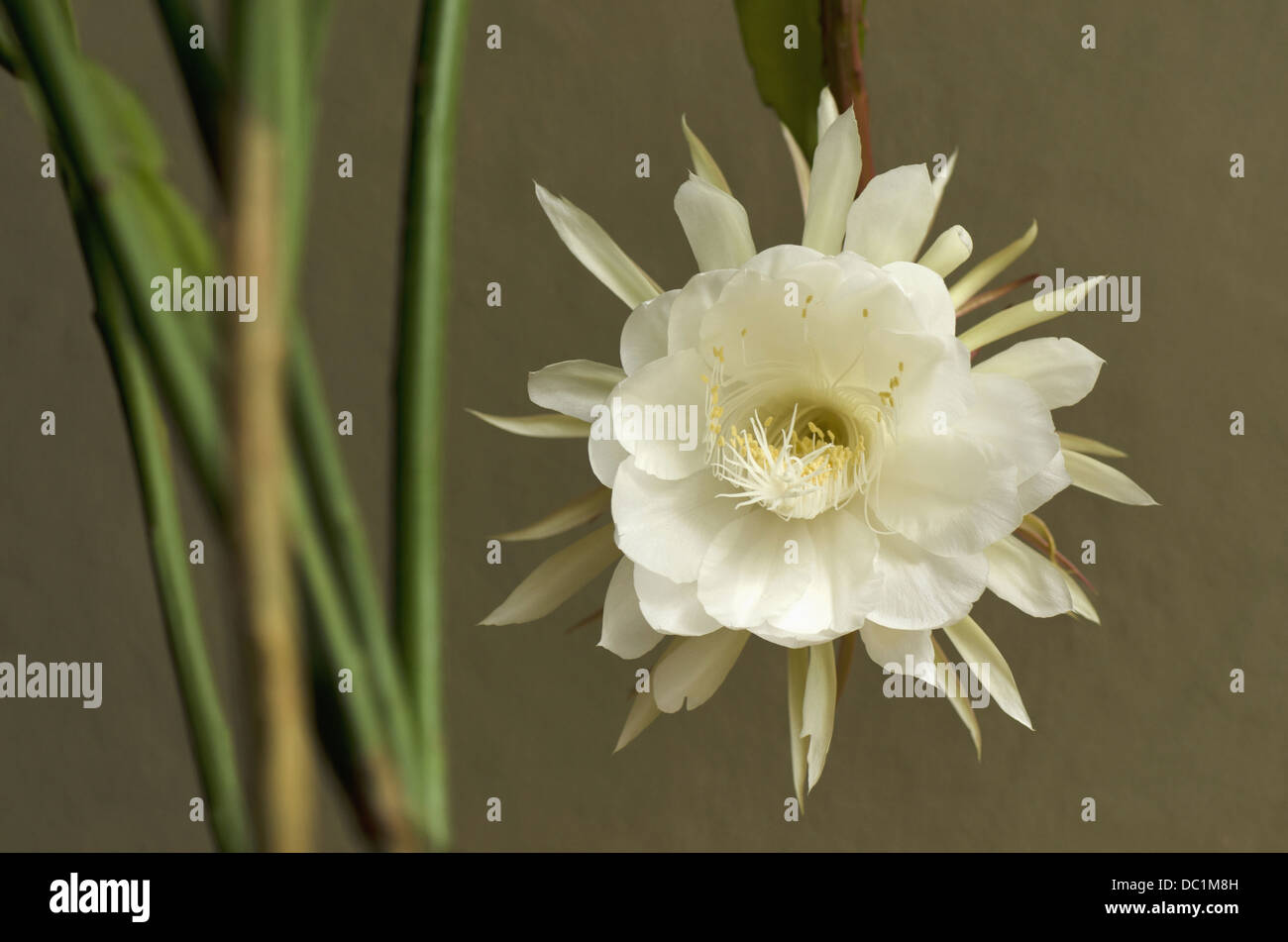 Epiphyllum oxypetalum, una notte-blooming cactus flower Foto Stock