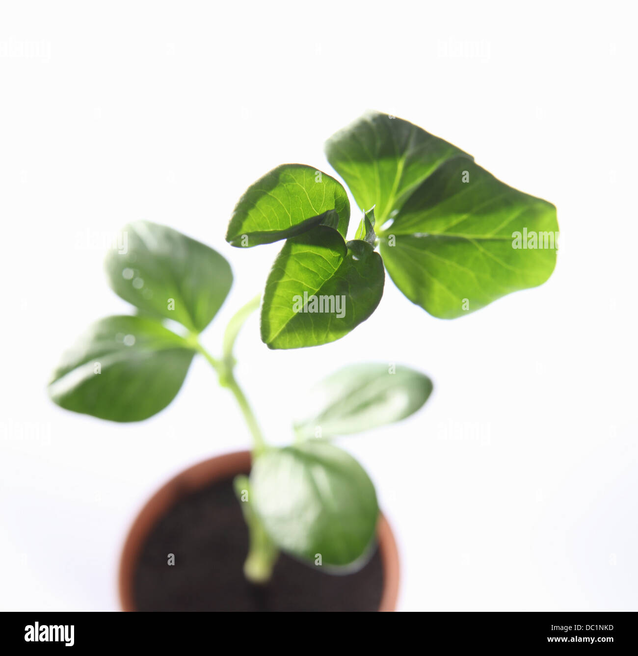 Vista aerea del giovane largo bean di piante in vaso Foto Stock