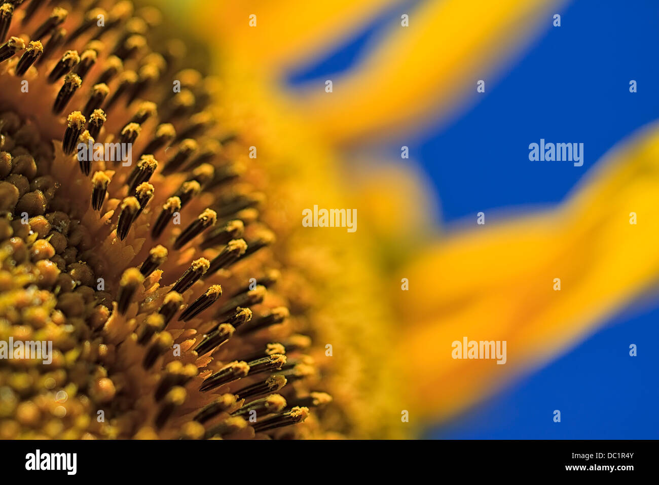 Girasole polen fronde contro un luminoso cielo blu Foto Stock