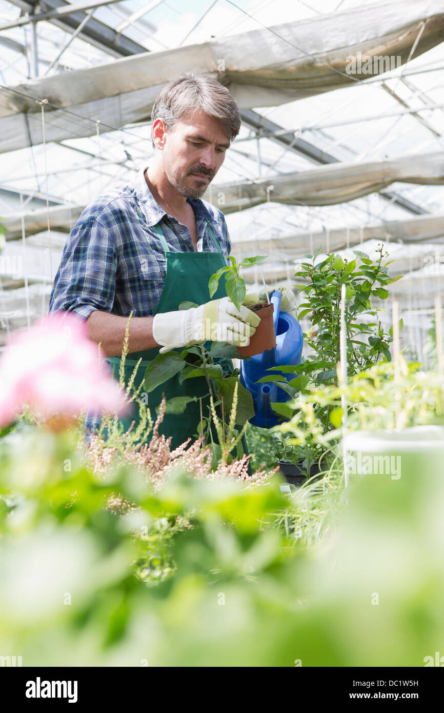 Agricoltore biologico di irrigazione di piante giovani in polytunnel Foto Stock