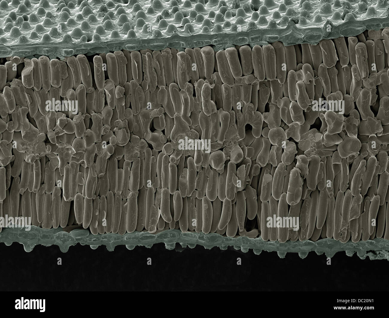 Micrografia di una foglia Foto Stock
