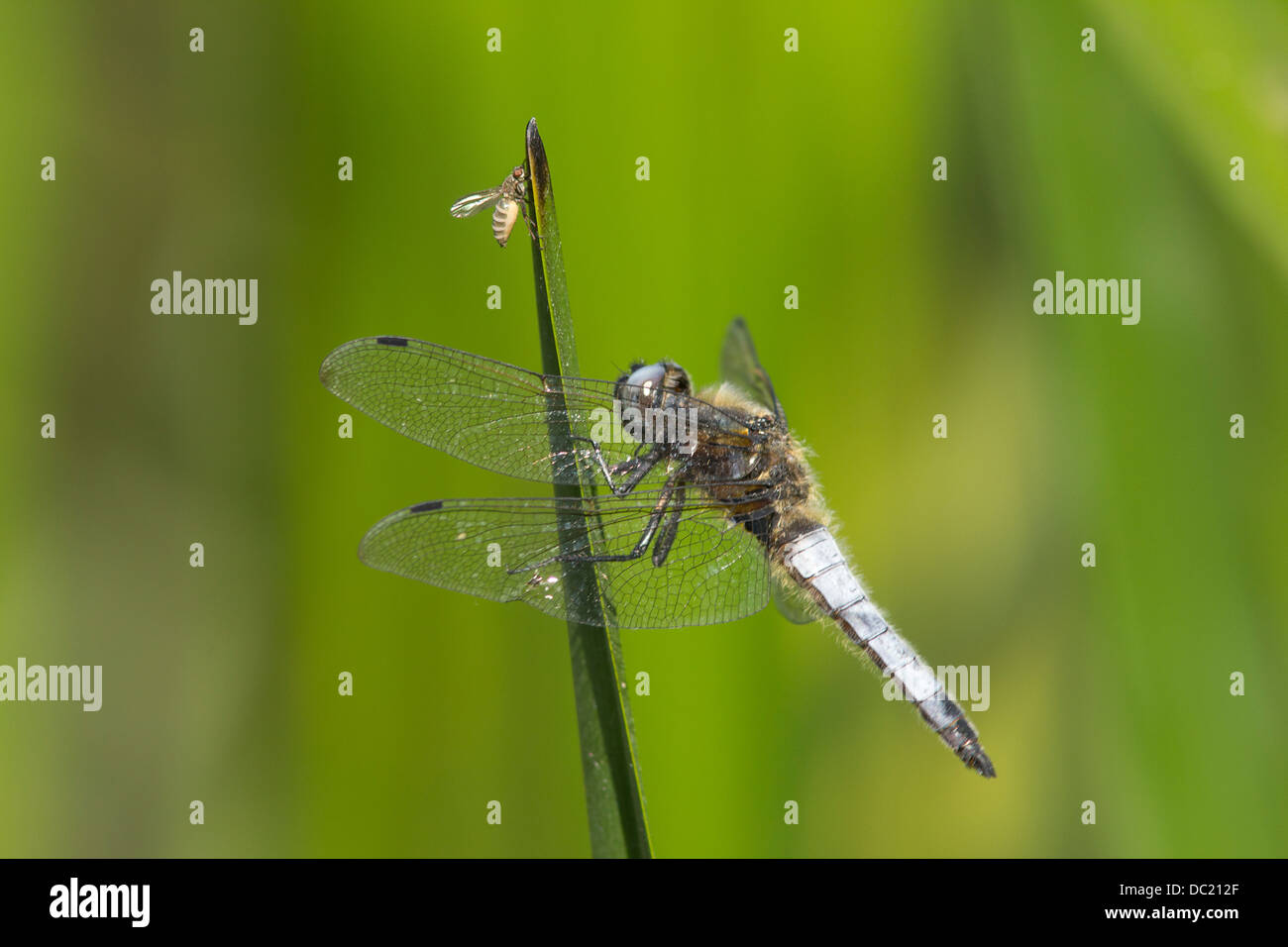 Scarsa Chaser dragonfly Libellula fulva Tansor Northamptonshire REGNO UNITO Foto Stock