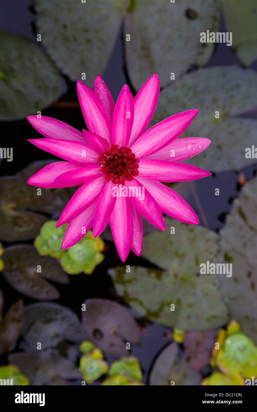 Una solitaria acqua giglio fiore a un laghetto decorativo al Huong Giang Hotel in tinta, Vietnam, in Asia. Foto Stock