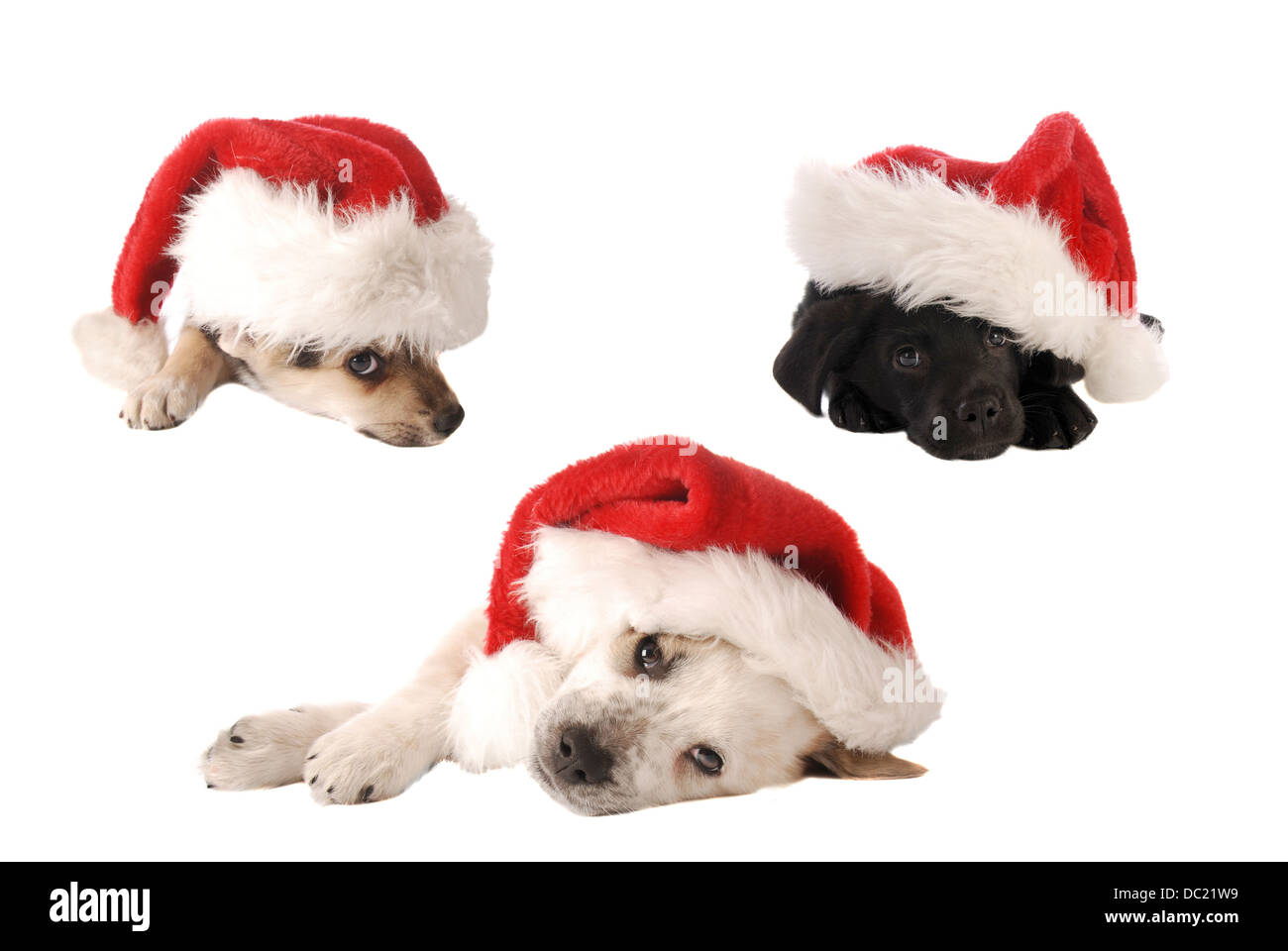 Santa Hat cuccioli di Natale Foto Stock