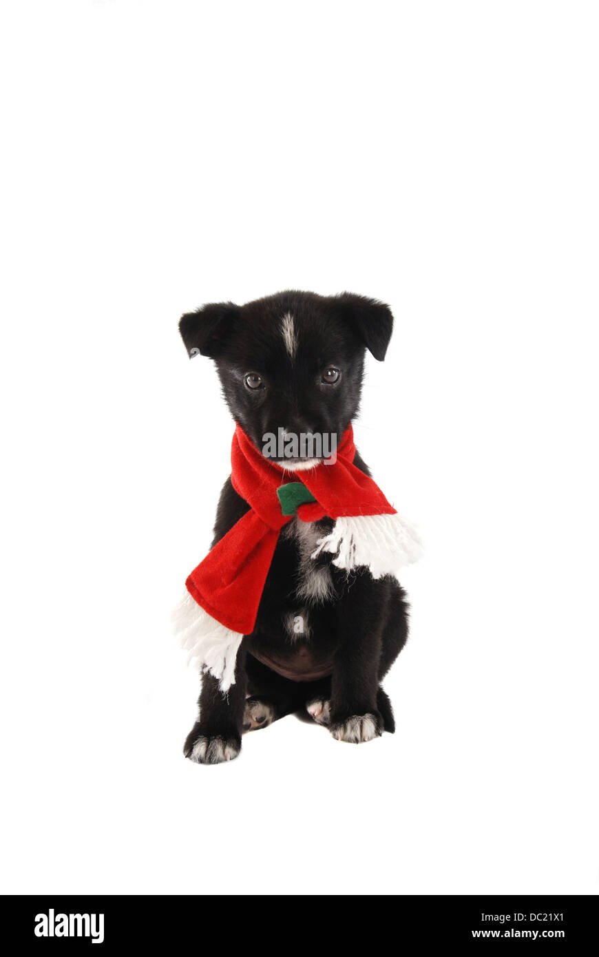 Puppy in una vacanza di Natale sciarpa Foto Stock