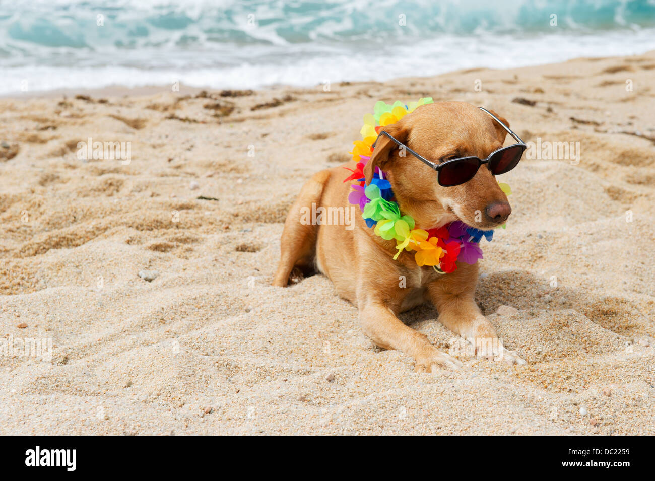 Cane di relax in spiaggia con una ghirlanda di fiori Foto Stock