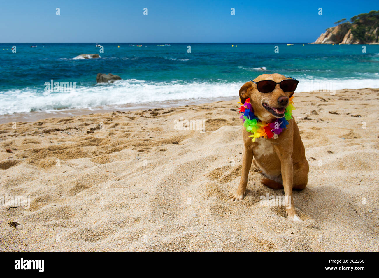 Cane di relax in spiaggia con una ghirlanda di fiori Foto Stock