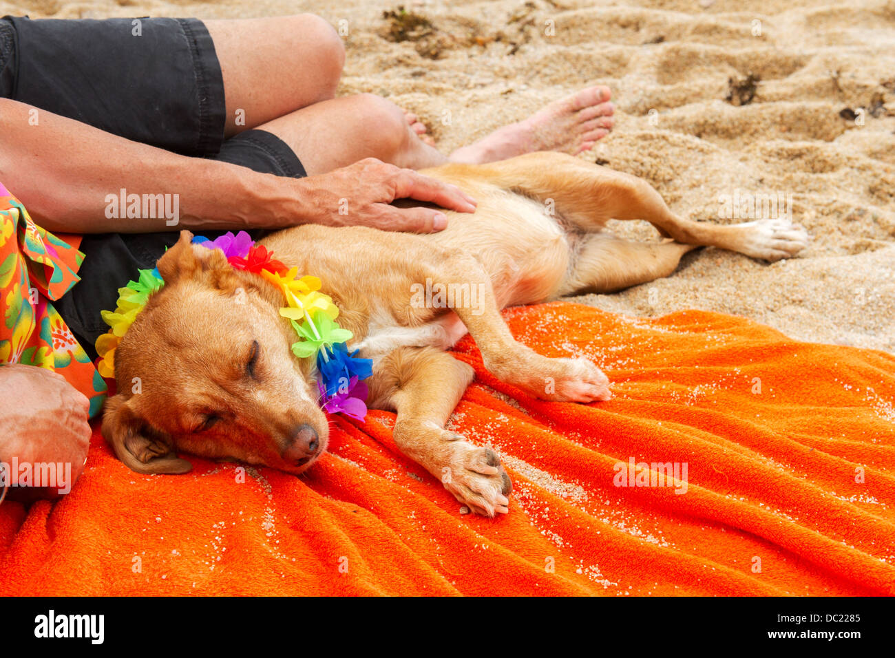 Rilassante uomo anziano con il cane la posa in spiaggia Foto Stock