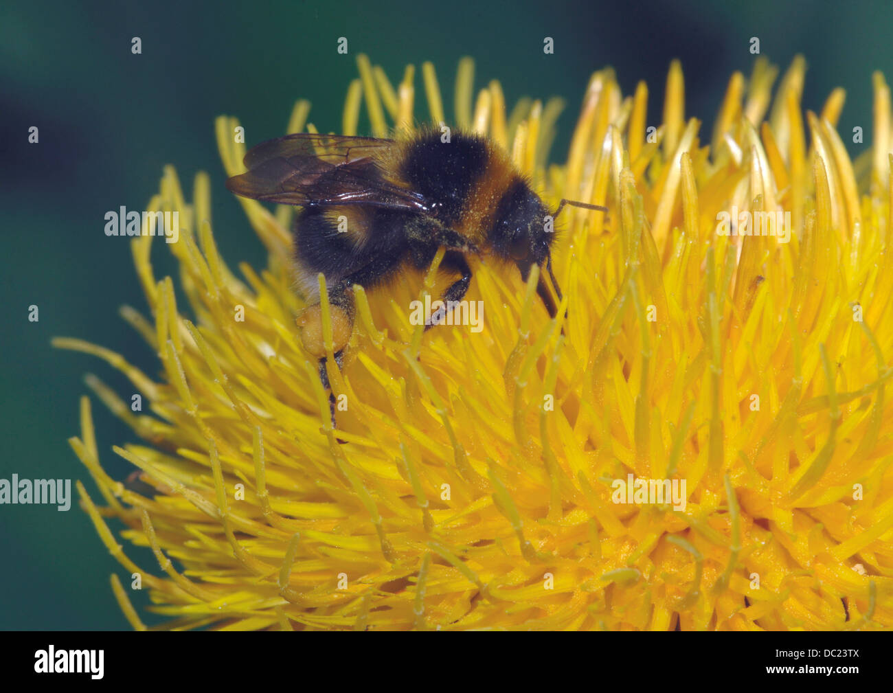 Ape su un fiore giallo Foto Stock
