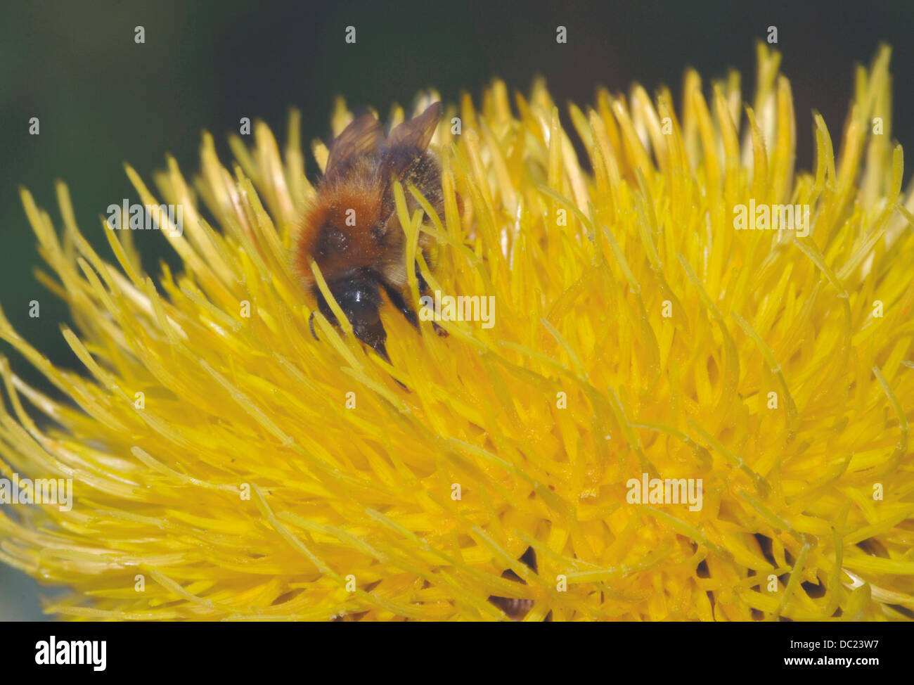 Ape su un fiore giallo Foto Stock