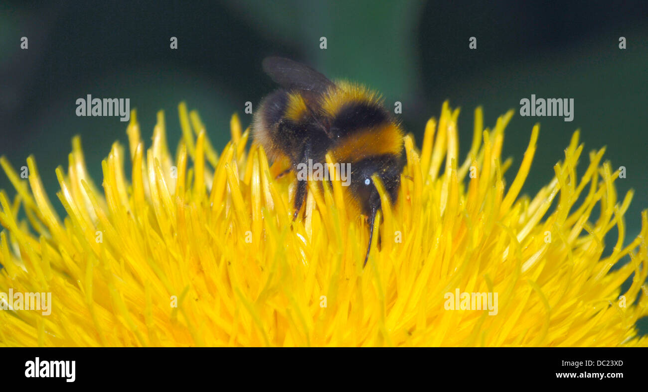 Ape su un fiore giallo Foto Stock